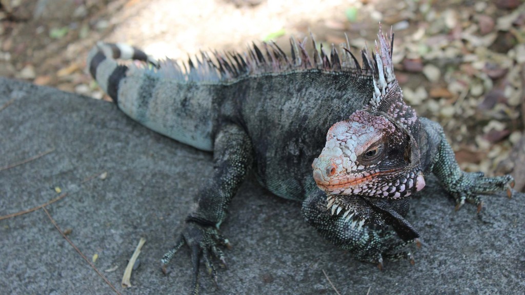 yacht-zoo-destinations-bahamas03