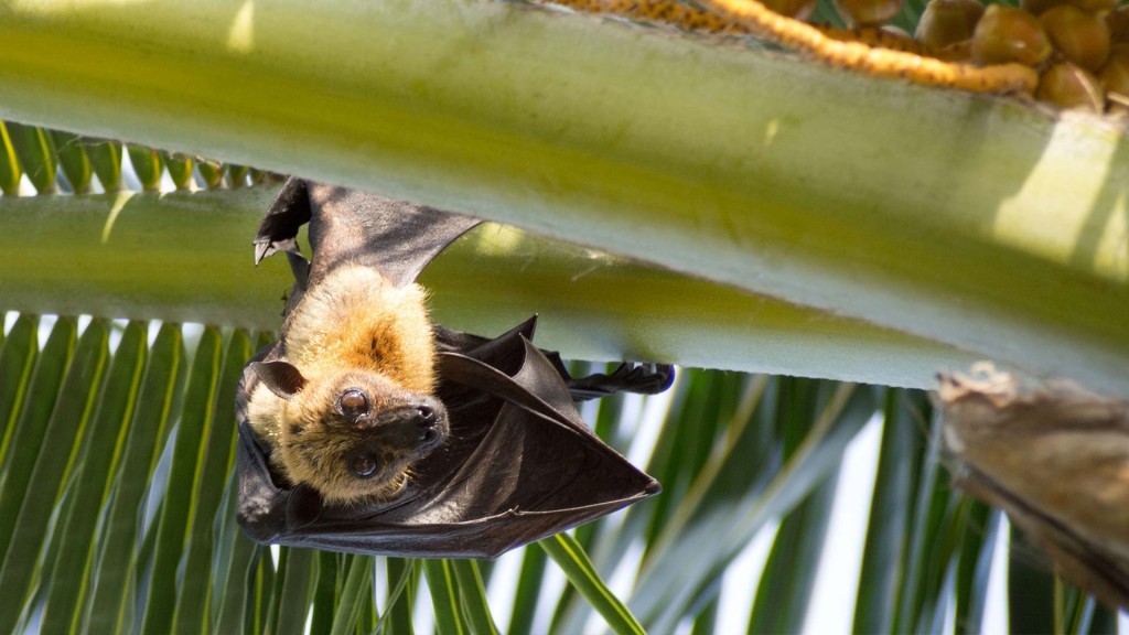 yacht-zoo-destinations-maldives01