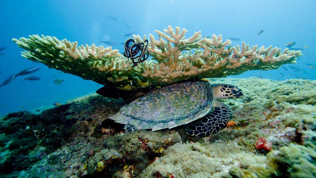 yacht-zoo-destinations-maldives02