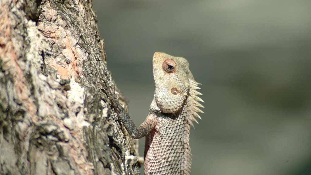 yacht-zoo-destinations-maldives03