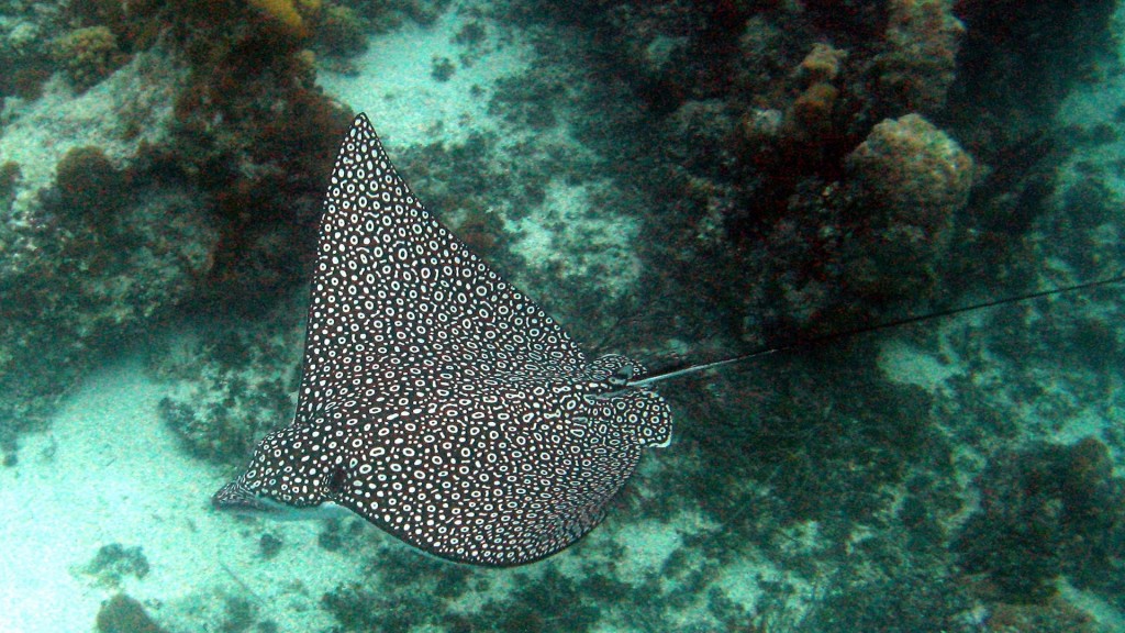 yacht-zoo-destinations-maldives09