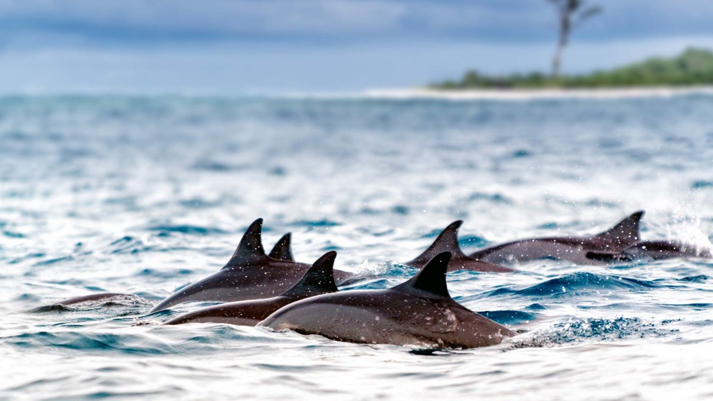 yacht-zoo-destinations-seychelles05