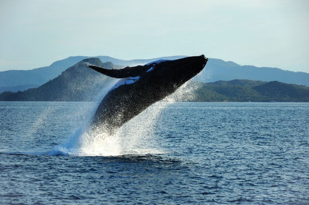 humpback-whales-australia-yacht-charter Hunpback Whales on a Australia Yacht Charter