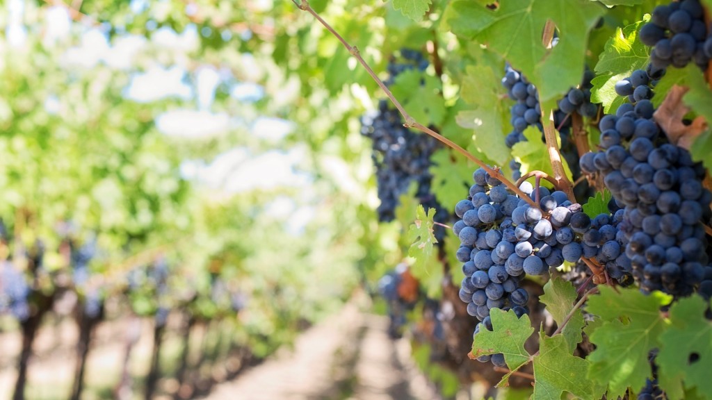 Premier Cru on Yacht Charter