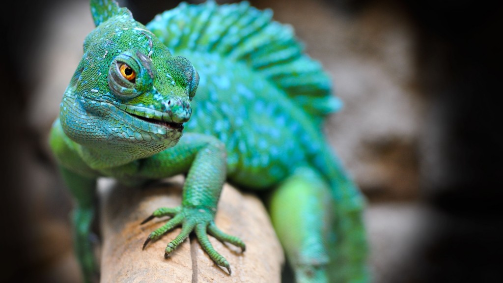 yacht-charter-st-vincent-grenadines-007 Chameleon - Nature Experiences on a Yacht Charter