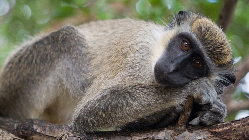 wild monkey relaxing