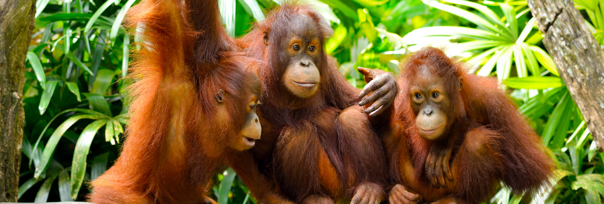 the orangutans of indonesia