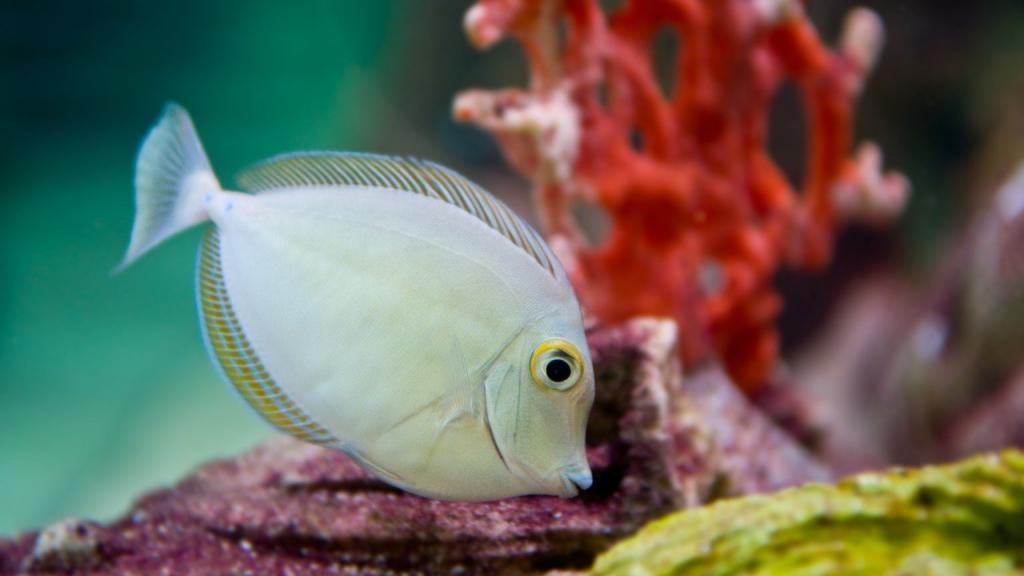 fish-on-luxury-yacht-charter-fiji Diving on a luxury yacht charter in Fiji