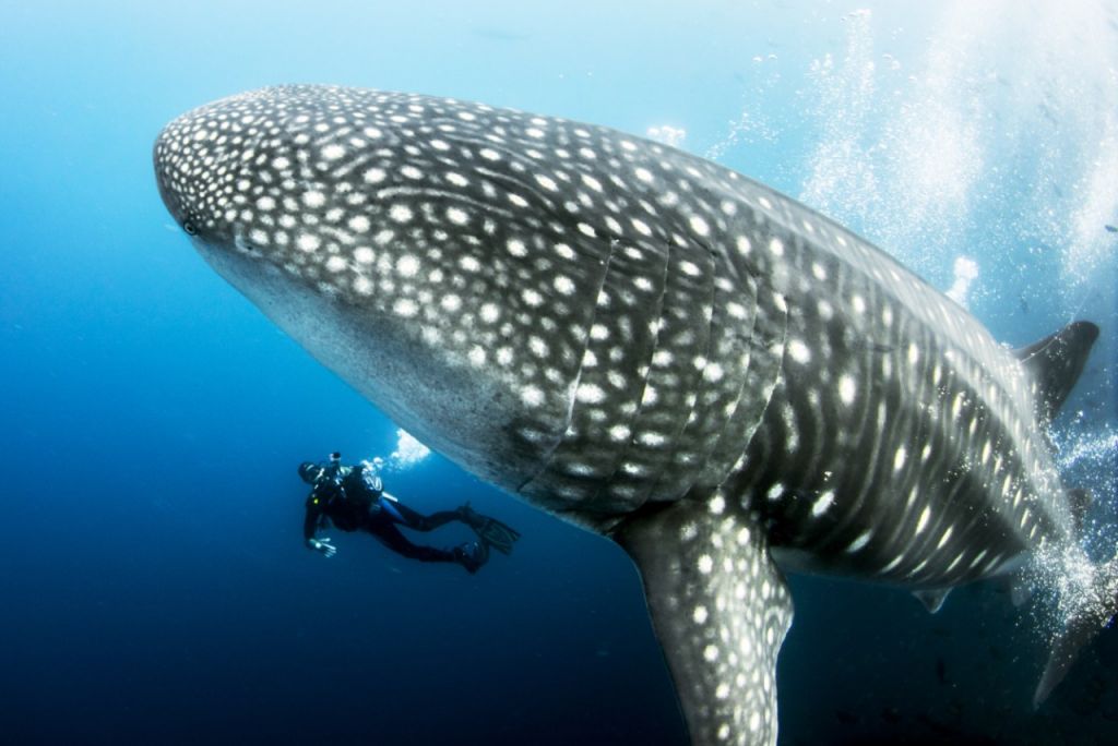 galapagos-luxury-charter-whale-shark-diving Diving with Whale Sharks on a Galapagos Luxury Charter