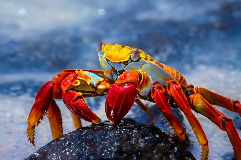 sally-lightfoot-crab-galapagos-islands-charter Sally Lightfoot Crab on a Galapagos Private Charter
