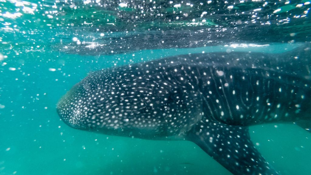 whale-shark-mexico-yacht-charter Whale shark spotted on Mexico yacht charter