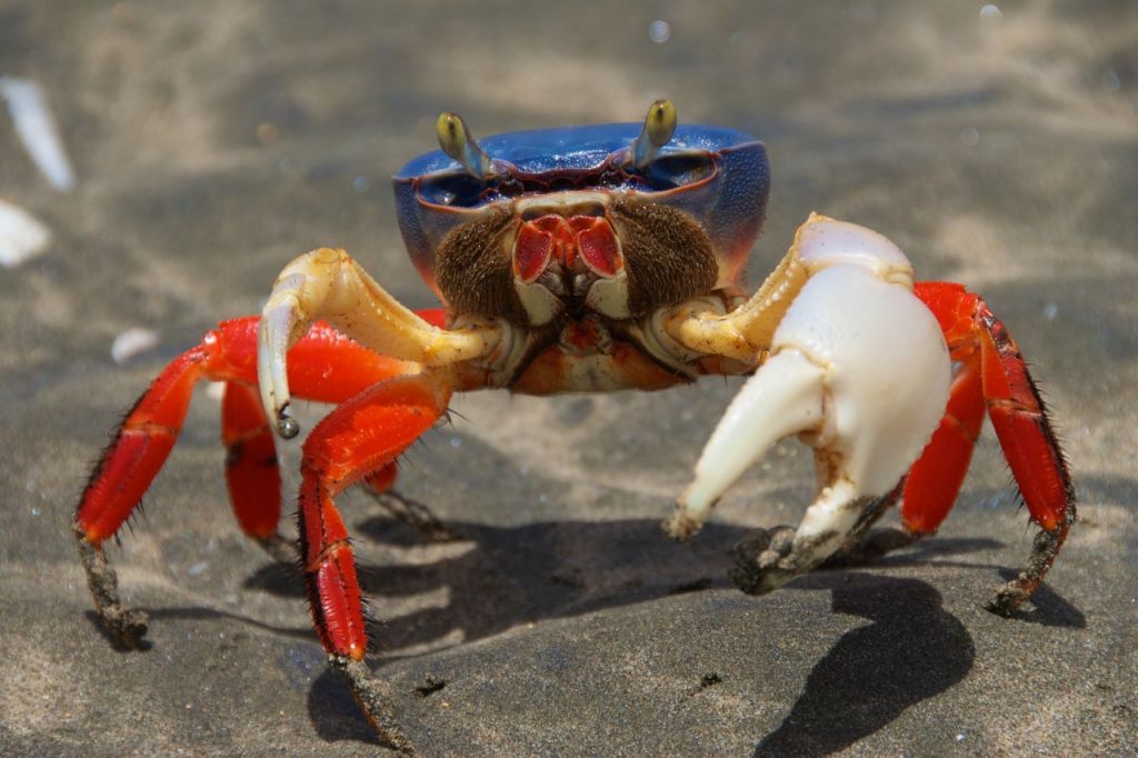 halloween-crab-yacht-rental-costa-rica Halloween Crab on a Costa Rica Yacht Charter