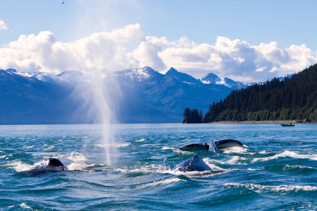 humpback-whales-private-alaska-yacht-charter Humpback whales on a private Alaska yacht charter