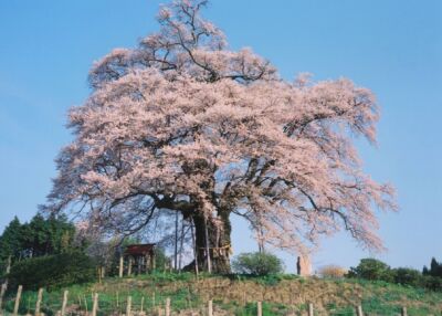 okayama sakura